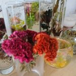 ケイトウのドライフラワー