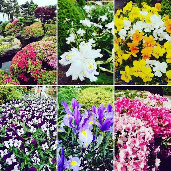 サイボクハム とこトンまつり2017