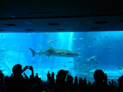 美ら海水族館 ジンベイザメ